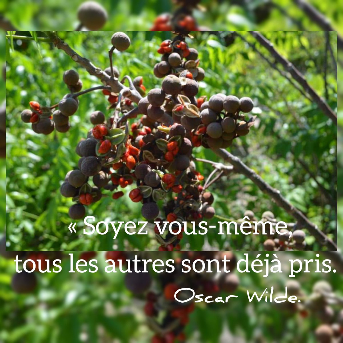 JardinBotaniquecayes tweet media