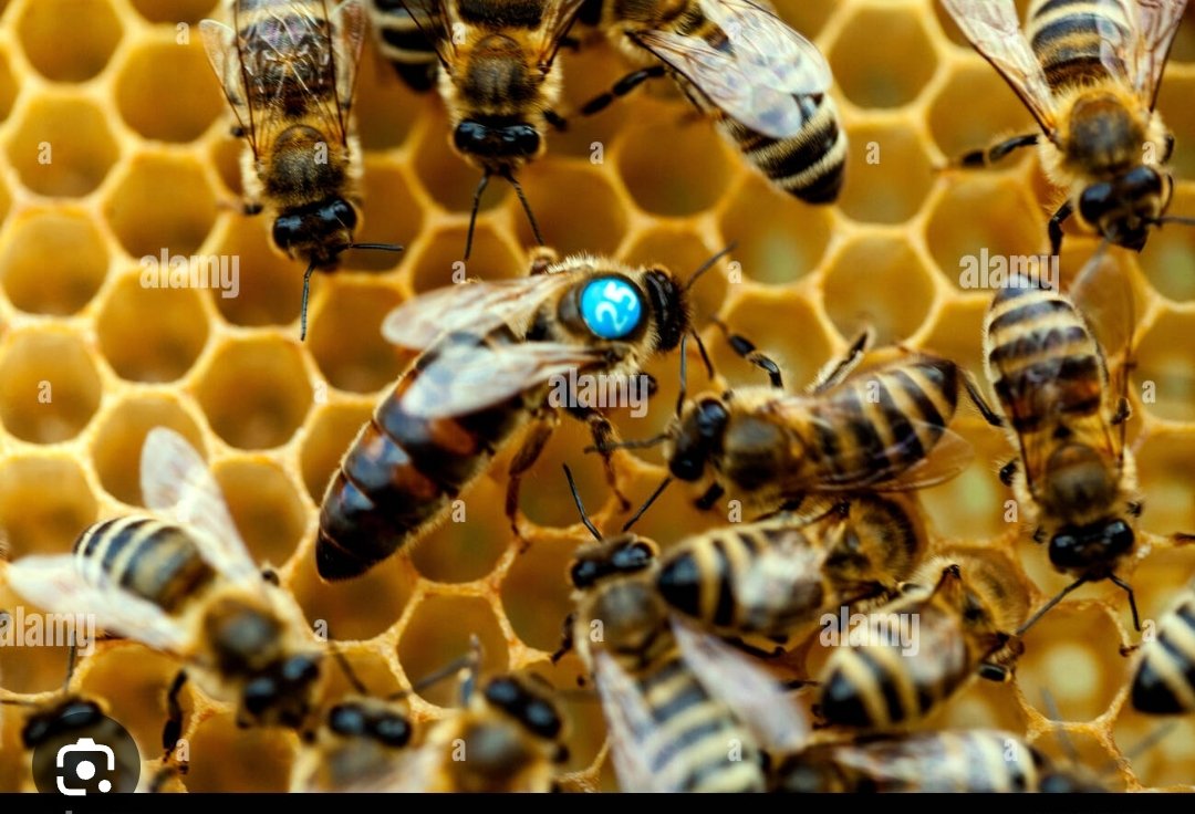 Curso teórico practico de Apicultura Tropical , Sábado 27 de Mayo del 2023,  MIZA UCV Maracay,  telf 04145890945 <a href="/MeridianoTV/">Meridiano TV</a>  <a href="/elsiglocomve/">Diario El Siglo C.A</a> <a href="/AraguaFC/">Aragua Fútbol Club</a> <a href="/TigresOficiales/">Tigres de Aragua</a> <a href="/unionCagua/">CAGUA</a> <a href="/EventoMaracay/">Evento Maracay</a>