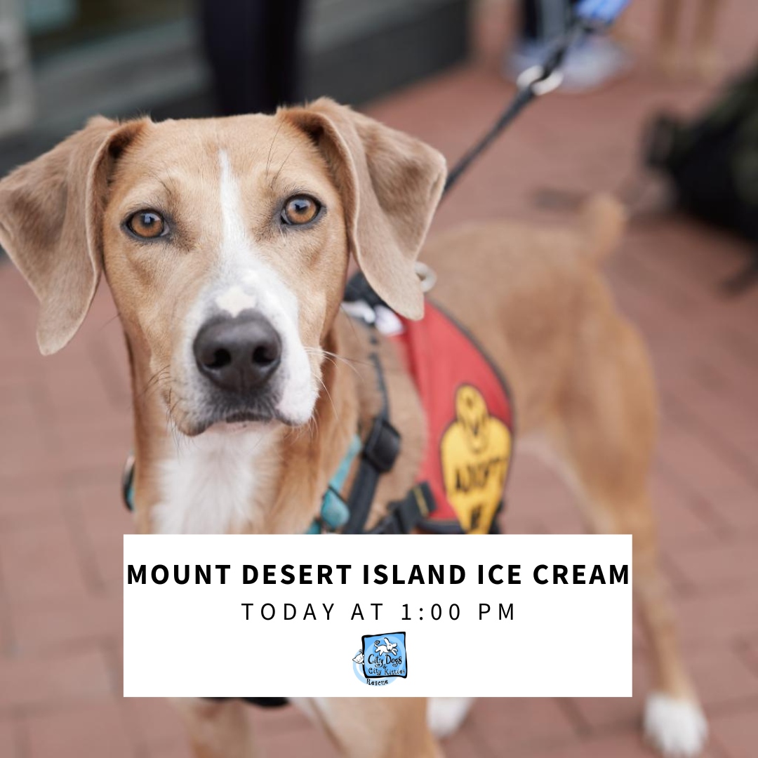 CityDogsRescue's tweet photo. Come by Mount Desert Ice Cream today from 1-3pm to support CDCK! 🍦

See you soon! 😁

Address: 3110 Mt. Pleasant St. NW, Washington, DC 20010 https://t.co/0wylJHIj7Y