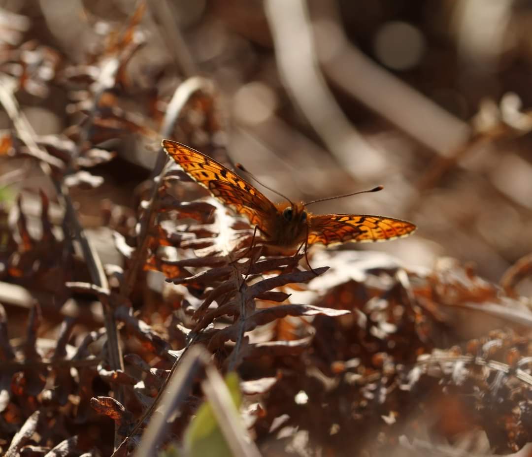 Pearl bordered fritillary today in Brockenhurst resting on bracken in the sunshine.x