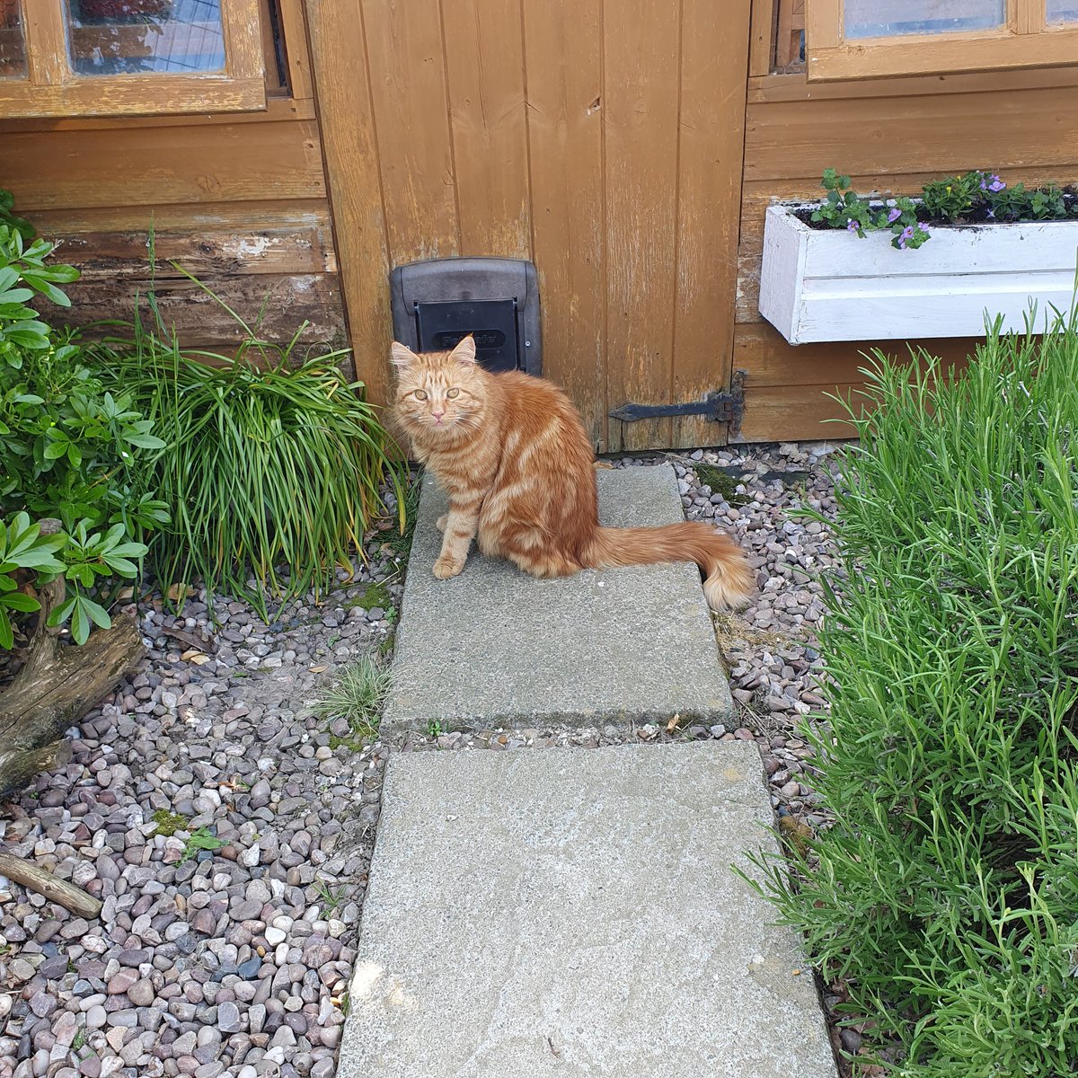 A guilty look 😸 Rudi broke into the village this afternoon. Always up to some trick or another #cats #cat #MoggiesRetirementVillage #catrescue #catsontwitter #SundayFunday #openday