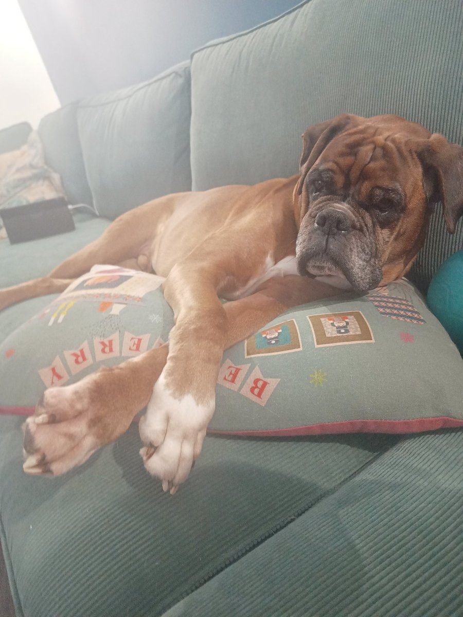 JanetBoxer's tweet image. When you have company and have to sit in nicely #boxer #dogs #boxerdoguk