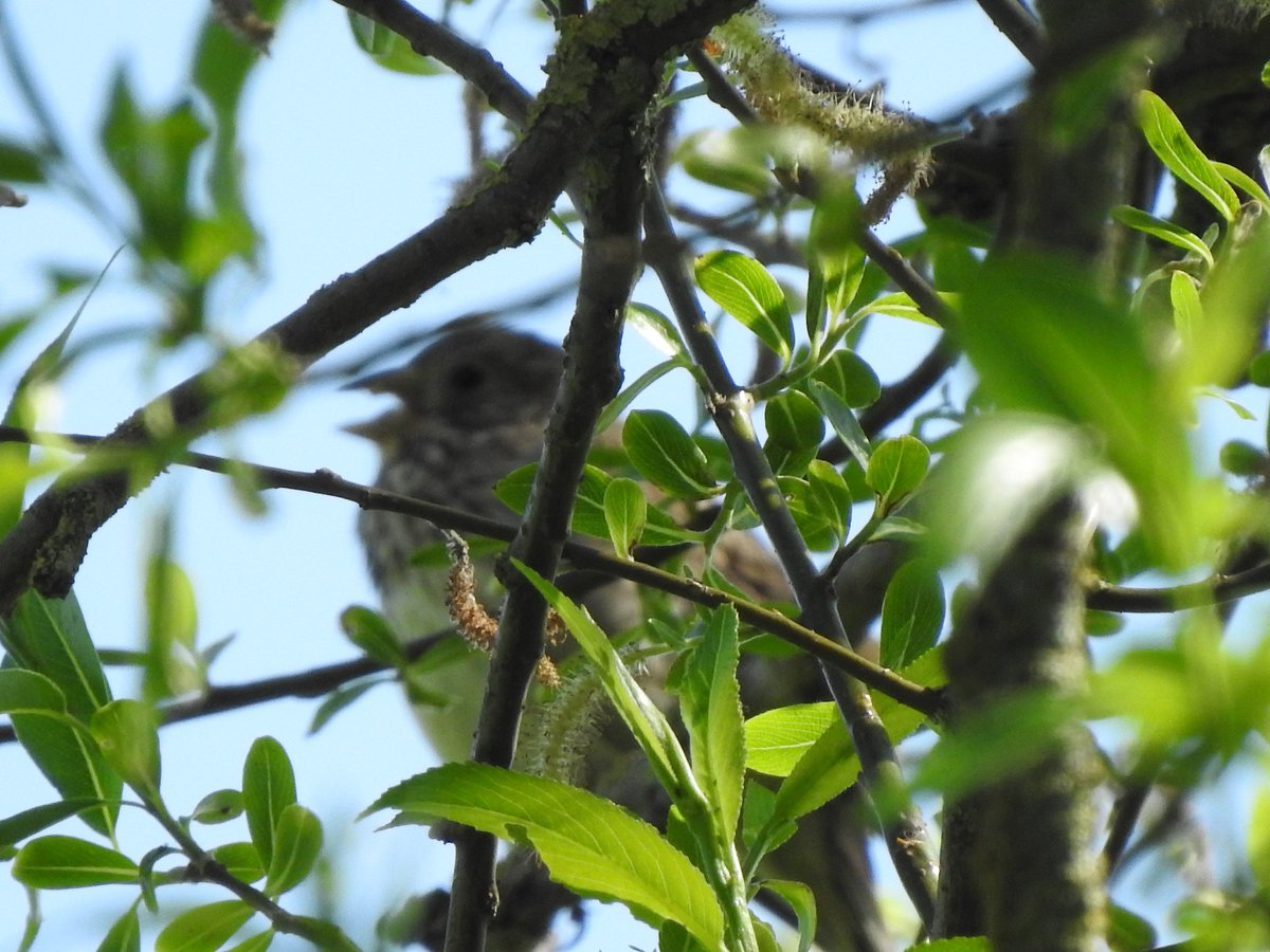 Enjoyed leaded a guided walk @LDV_NNR #NNRweek at Bank Island & Wheldrake Ings.
Highlights inc: 2 Hobby, a Greenshank, 2 Willow Tit, a Corn Bunting, 2 Cuckoo, a Cetti's Warbler, 7 Garden Warbler & a Water Rail. 
A male Garganey at Bank Island this afternoon
@YorkBirding