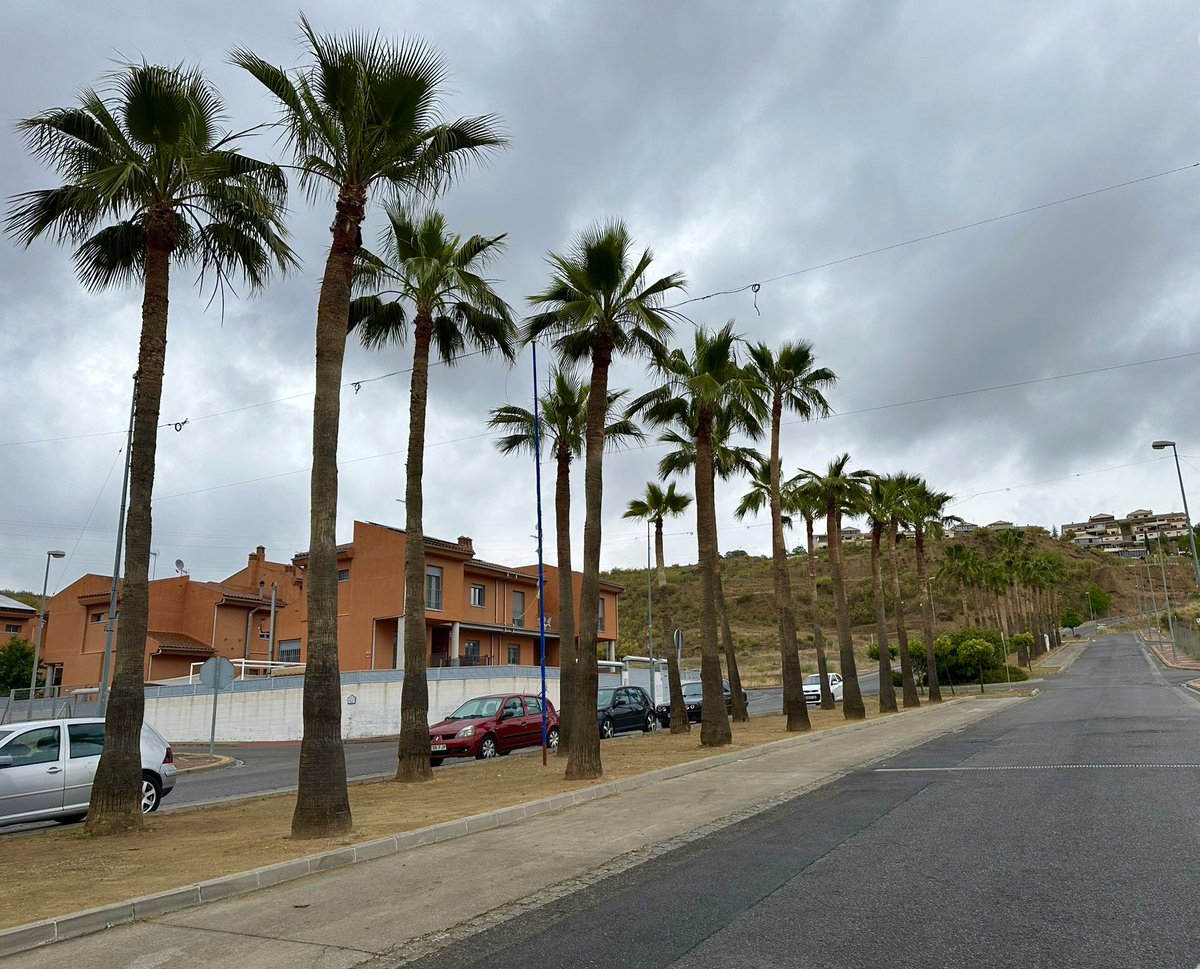 Aurora Suárez tweet media