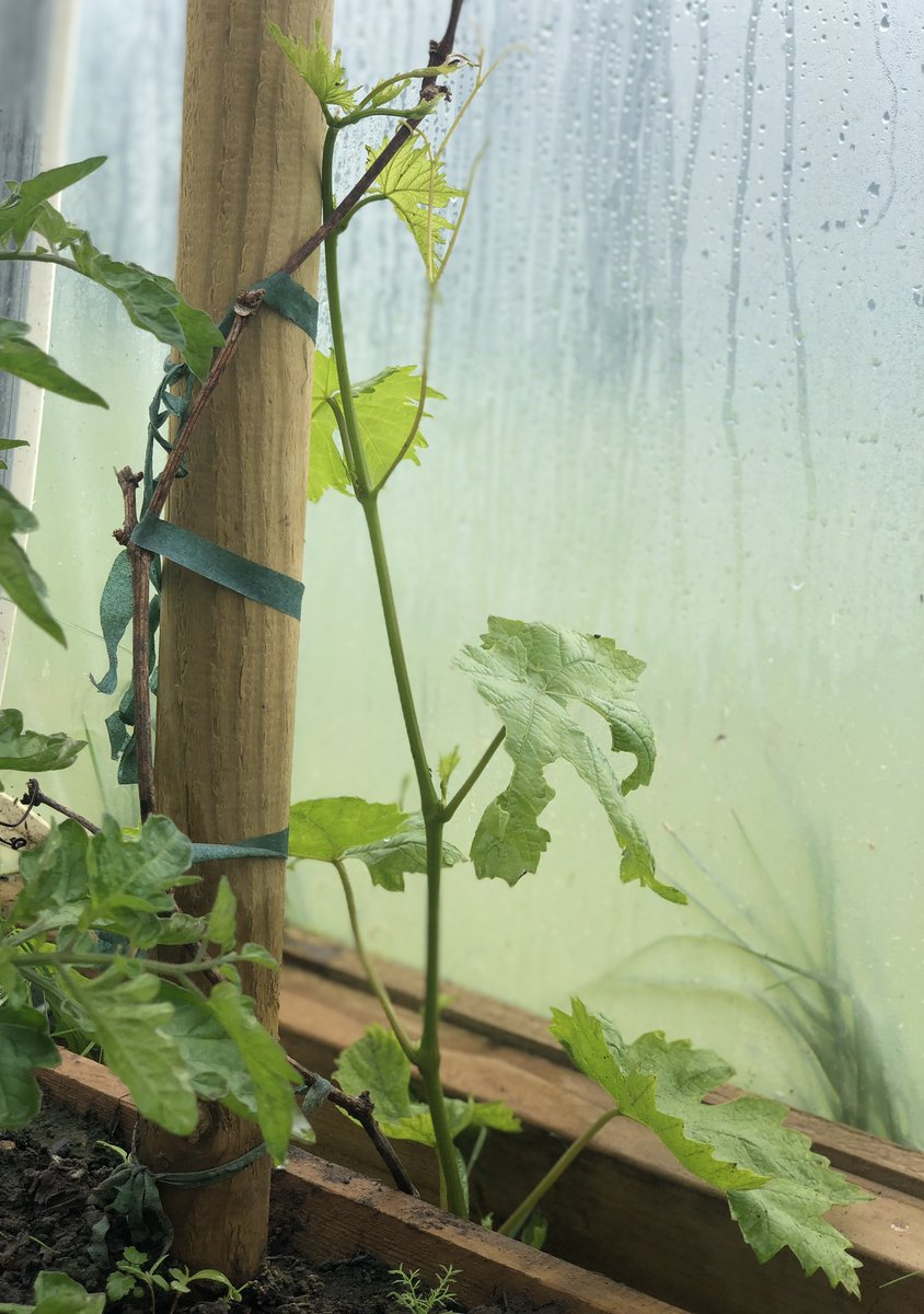 csb65's tweet photo. Who thought a lettuce could look so pretty 😍 #polytunnel doing well as some stuff comes to an end as melons and cucumbers go in. Need those onions to die down so the aubergines or peppers can go in ! #choiceschoices #homegrown #veggieheaven https://t.co/TxT8MRQKIP