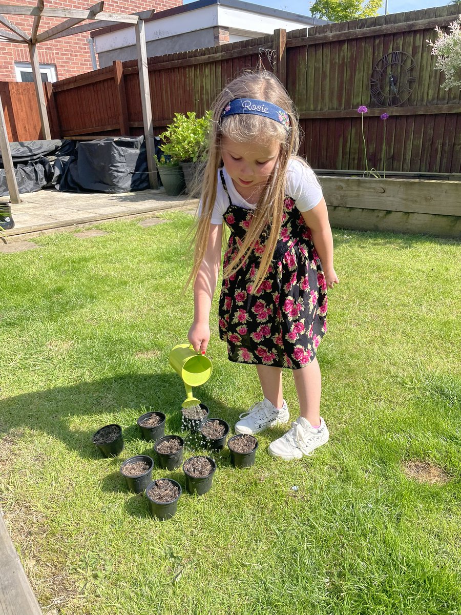 HannahBrooks27's tweet photo. @Ynystawe Rosie’s working so hard to plant some sunflowers for the bees 🐝💛💛 https://t.co/TUN1cWYOwT