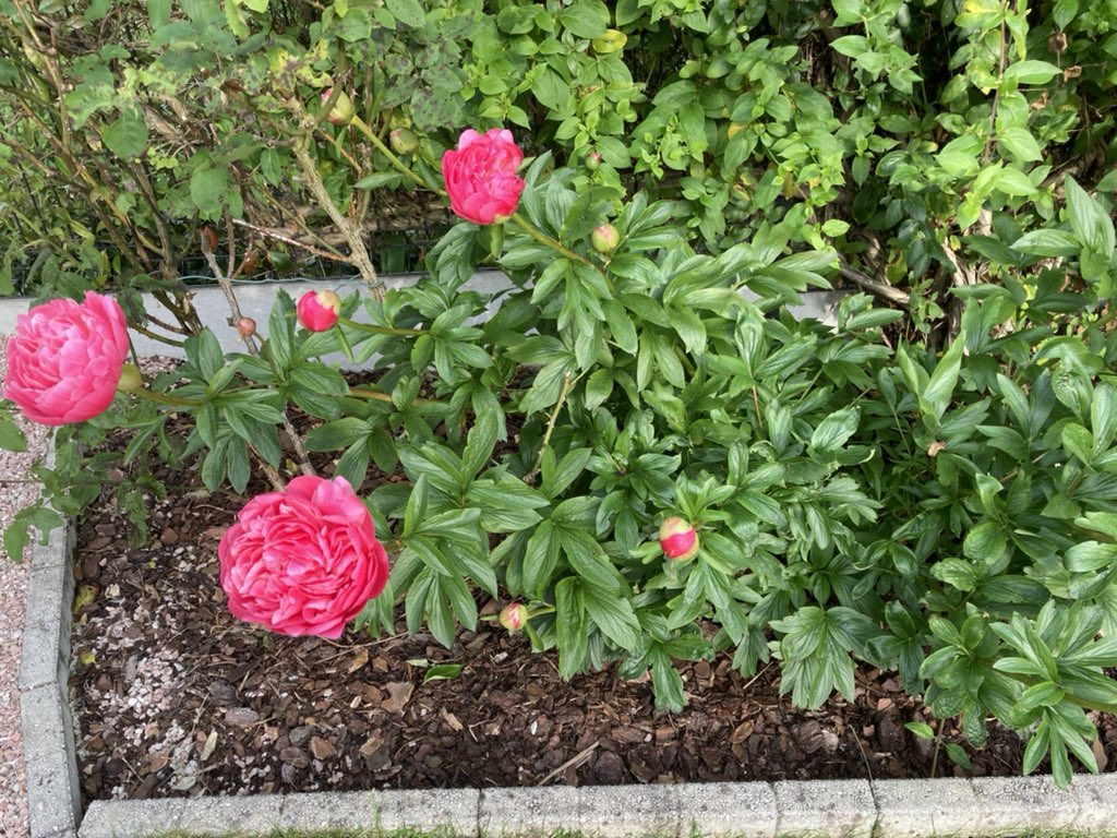 OlivierCOSTE2's tweet photo. Un p’tit #TDJ et #VisMaVieAuJardin
#Arum #Rhododendron #Pivoine
#Clematite #PassionDesFleurs 🌺 https://t.co/yBQhAYgk2H