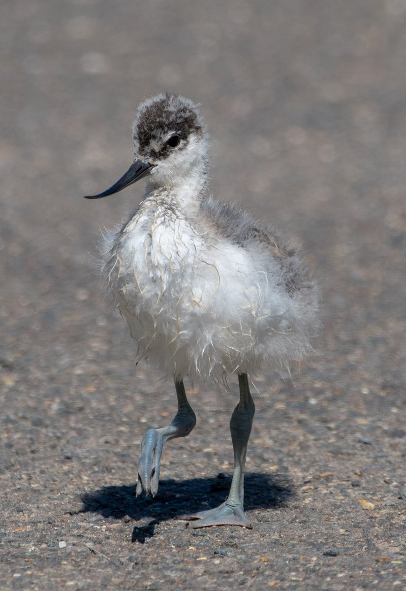 A young Avocet venturing out. Those blue legs 😍😍
#birding #birdsseenin2023 #birds #birdphotography #wildlifephotography #birdwatching #BirdsOfTwitter