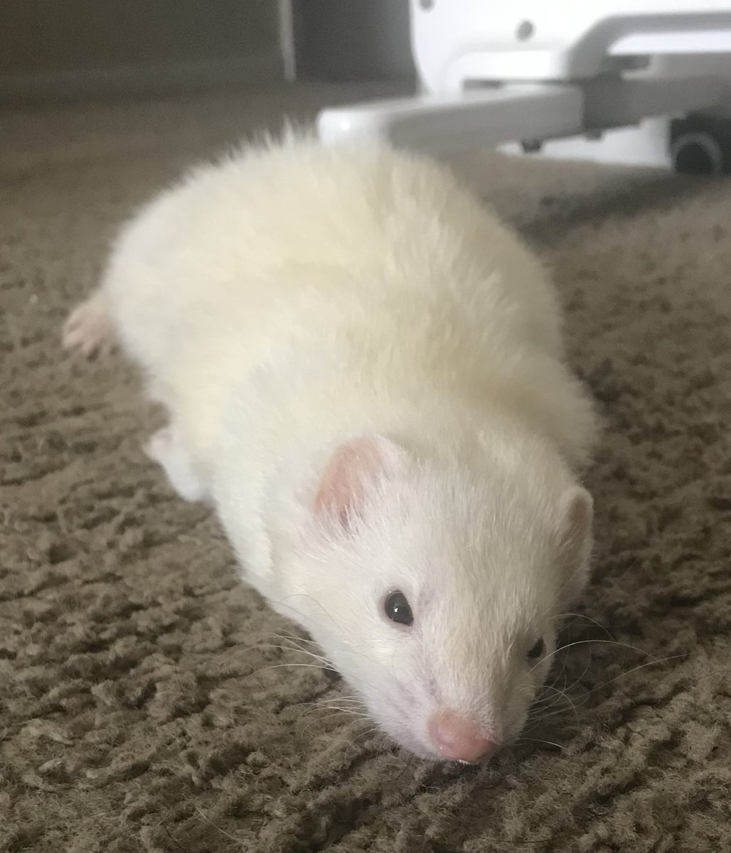 Real_DasGnomo's tweet photo. Today my beautiful ferret Ripley Pantuflas Merenguitos crossed the rainbow road in her sleep.

She took all her favorite things: Tasty food, a slipper, and her bed.

Now she's fighting God like she was training for with her war dances.

Thanks to everyone who helped her in life. https://t.co/aAEUVYNh7Y