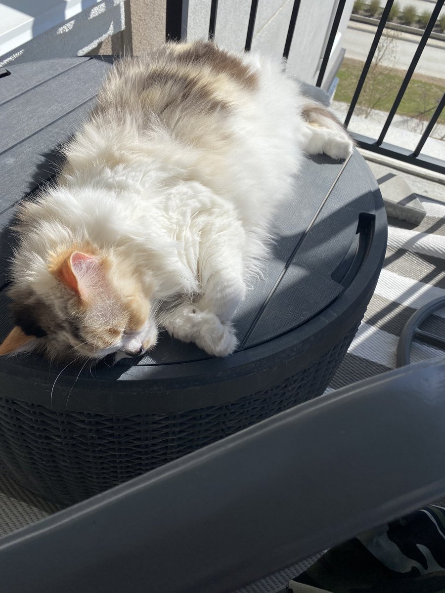 KitKitChronicl1's tweet photo. Sundays are for napping and sun… https://t.co/C0kgYVzD6a