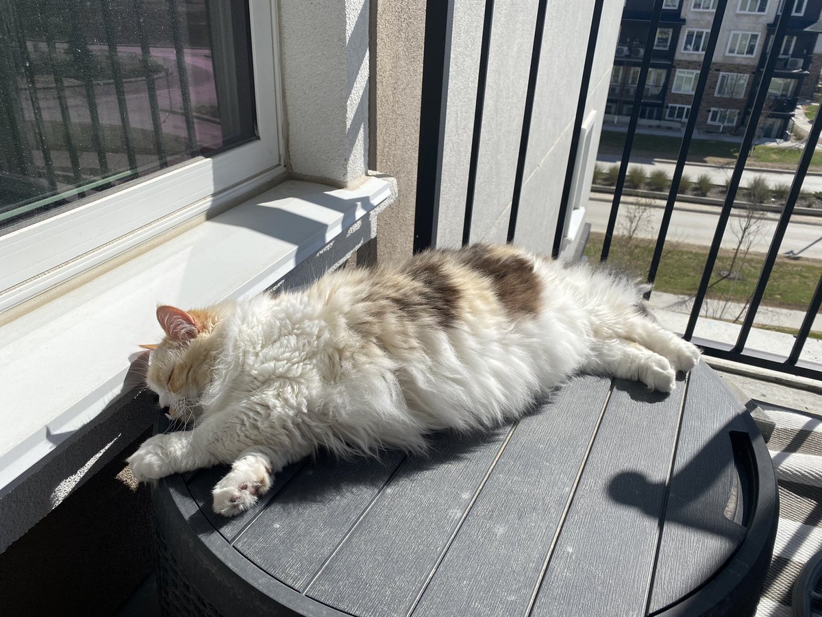 KitKitChronicl1's tweet photo. Sundays are for napping and sun… https://t.co/C0kgYVzD6a