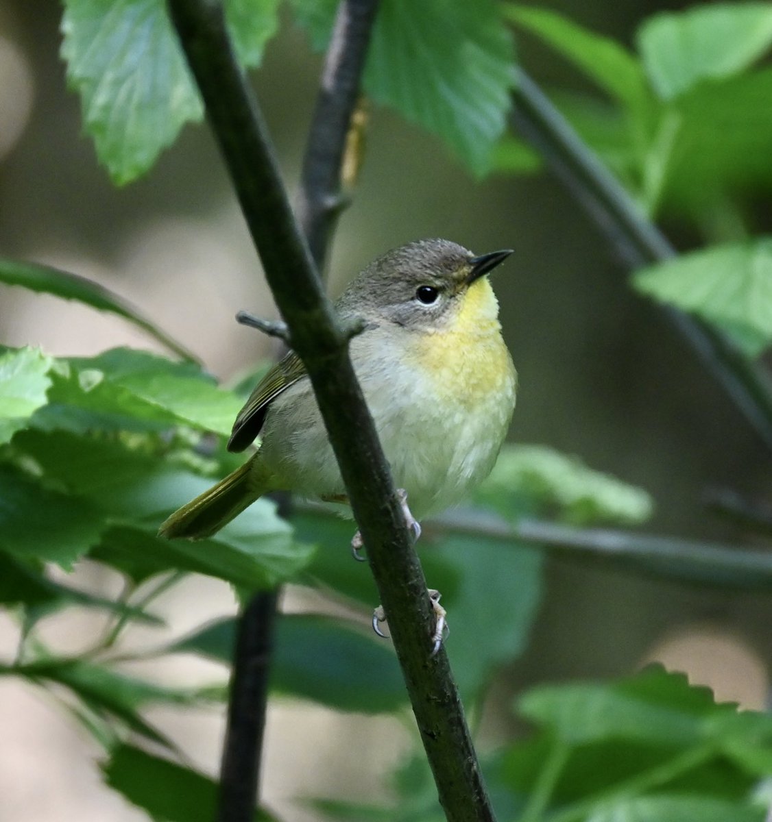 Beautiful female common Yellowthroat at the pool today. #birdwatching #birds #birdcpp #springmigration #springtime #nyc #mymorningwalk