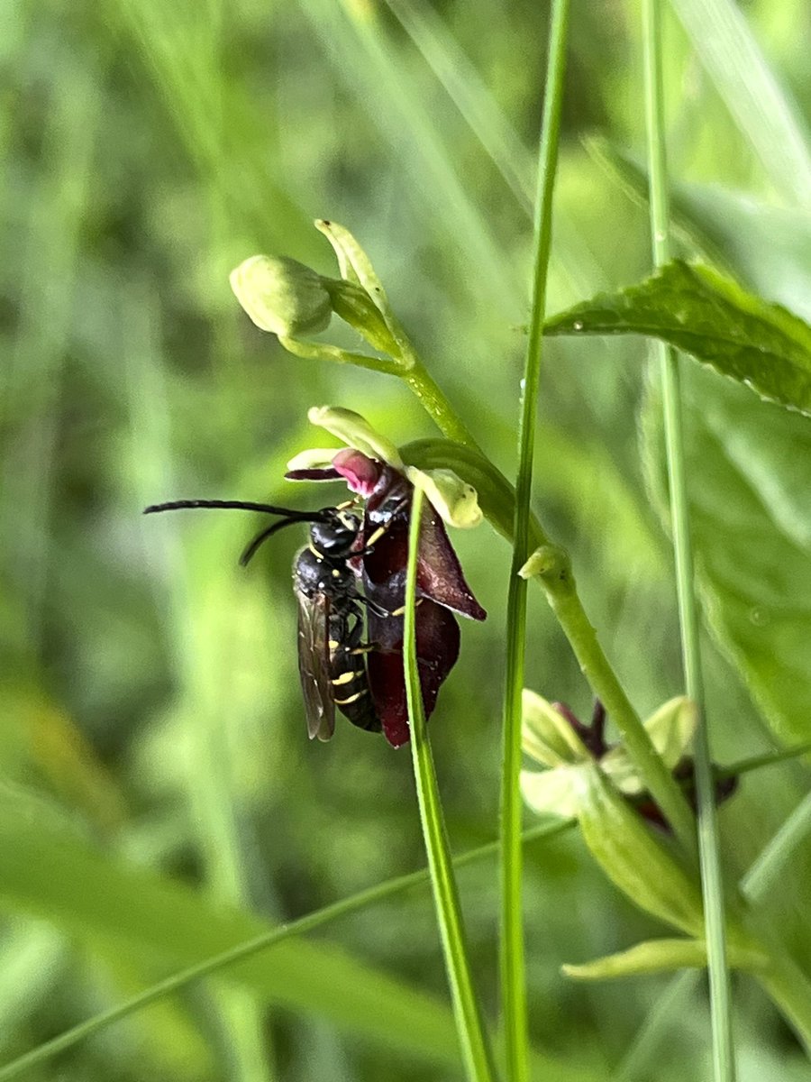 Fly orchid, Ophrys insectifera  2nd plus digger wasp 😍