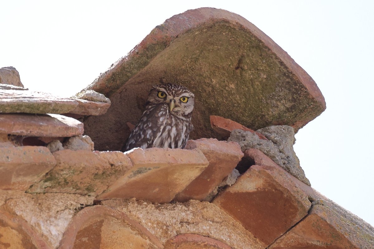 Mussol Comú a les Estepes de Lleida.

#mussolcomu #mochuelo #athenenoctua #lesestepesdelleida #ocellsdecatalunya #ocellsdelmaresme #birdingcatalunya #catalonianbirds #TwitterNatureCommunity