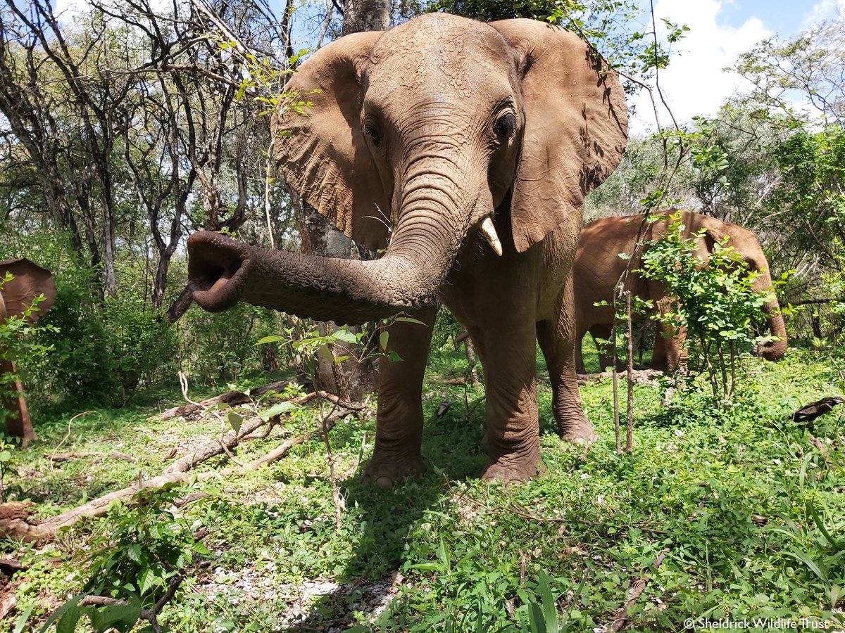 We love watching the orphans’ personalities develop. Once shy, we now have cheeky Rafiki! He recently tried to trick the Keepers into giving him more milk, sneaking into the queue with the younger elephants: to his dismay, they were wise to his mischief! sheldrickwildlifetrust.org/orphans/rafiki