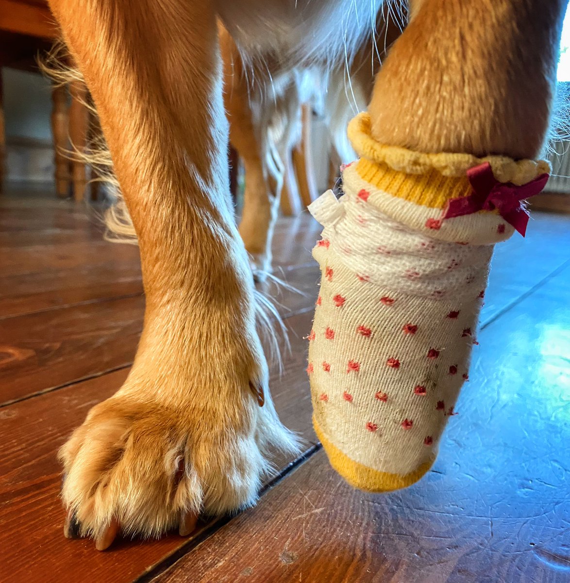 I’ve got a hurry paw and a special sock. Not sure I like the special sock much…