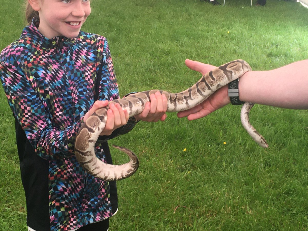 M got to hold a snake at the stem fayre yesterday but wasn’t allowed to keep it for Monday’s weekend news @MPS_Primary6