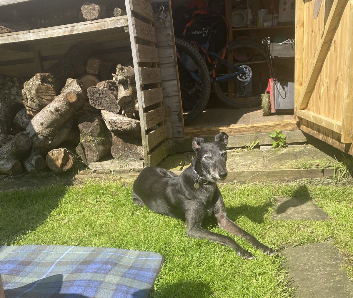PeppaGreyhound's tweet photo. Now this is more like it 🌞 https://t.co/cg6rlaOCAJ