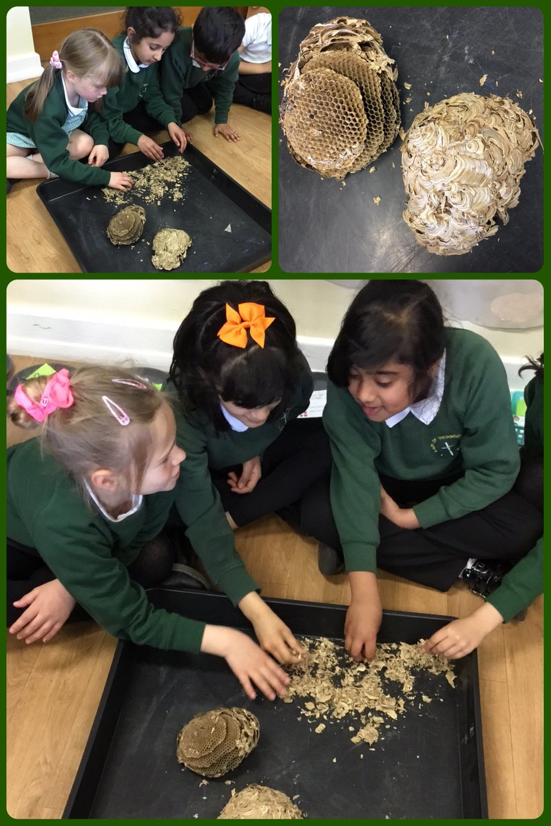 olvschool's tweet photo. #OLVY2 were amazed by the wasps nest Mrs Ellison found. They asked some brilliant questions and enjoyed watching a video to see how the wasps made it. #bestdaysoftheirlives #OLVScience @bcwcat https://t.co/hE8ZfkriFK