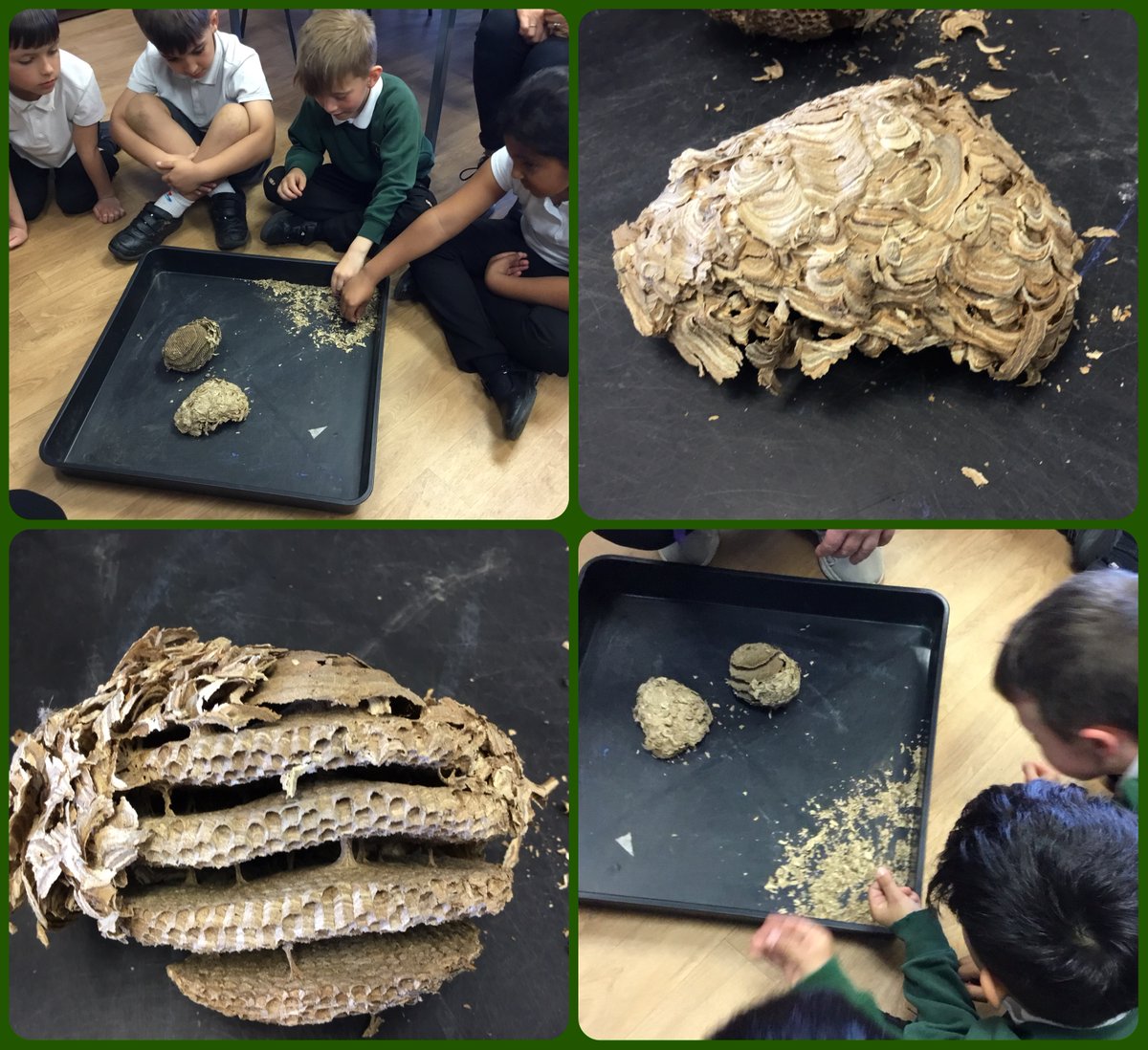olvschool's tweet photo. #OLVY2 were amazed by the wasps nest Mrs Ellison found. They asked some brilliant questions and enjoyed watching a video to see how the wasps made it. #bestdaysoftheirlives #OLVScience @bcwcat https://t.co/hE8ZfkriFK
