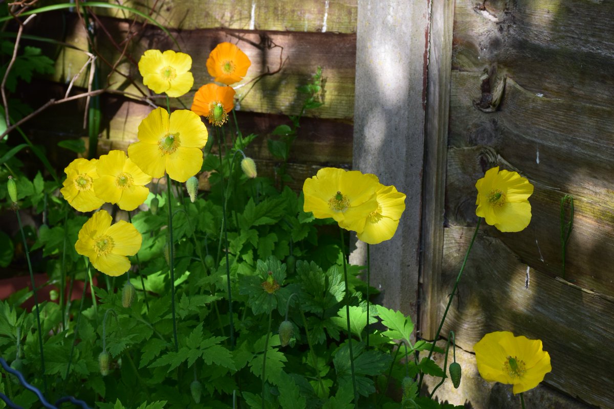MyGarden_Uk's tweet photo. Poppy Patch.
#Poppie #ColoursOfNature #SundayYellow #BeautifulFlowers #Nature #Gardens #WildCorner
#PreciousPollinators #EcoEssentials https://t.co/VSg70SFV5e