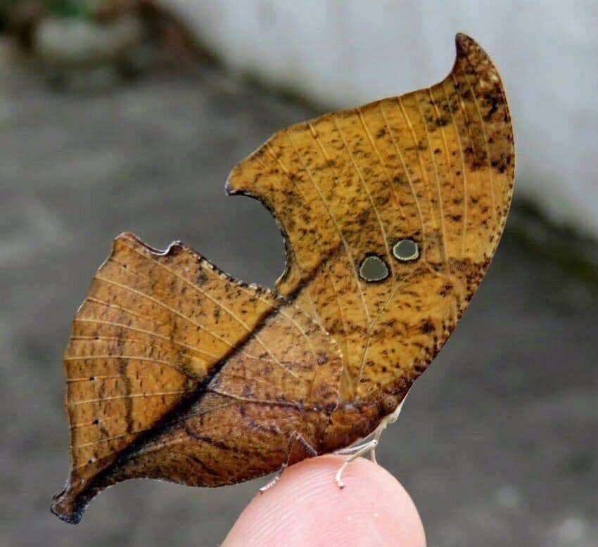 With wings closed the leafwing butterfly bears a remarkable resemblance to a dead leaf. #NoDesign🙄