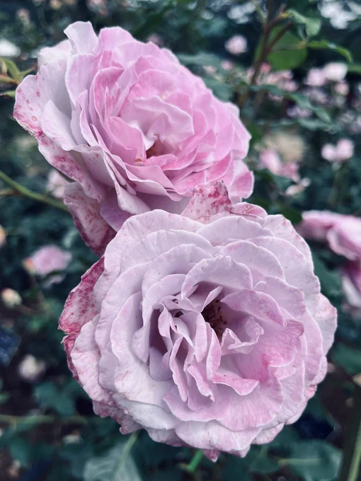 薔薇見て、温泉行ってきました! 今年も綺麗すぎて感動しました! 壁紙にできそうな写真がわんさか撮れたよ。 淡い色がお気に入り