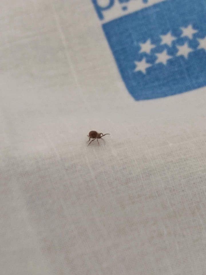 La Residencia por Pantomima MIR tweet media