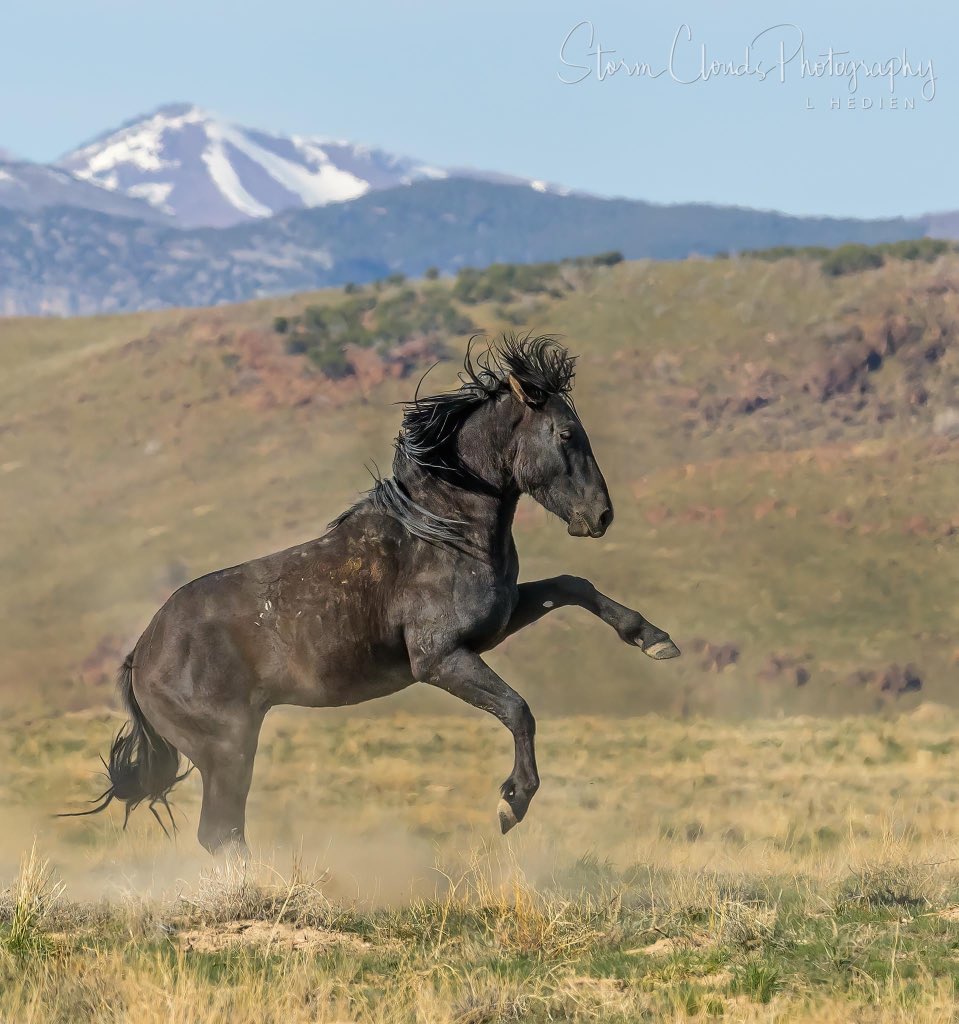 HEALTH AND GRAVITY on Twitter "RT lhedien A pair of mustang 