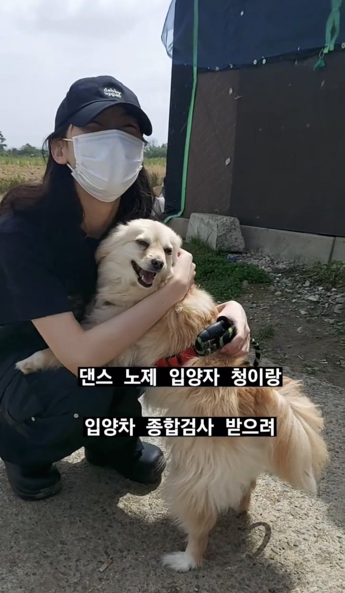 갑작스럽게 저희 댄스노제를 입양 보내게 되어 아쉽지만 입양자 청이씨 저희 노제 잘부탁드립니다