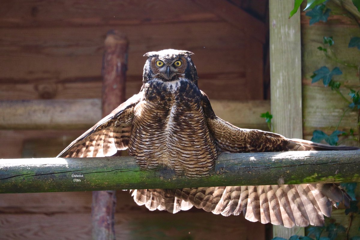 Baylis, a Great Horned Owl was enjoying the sun this week too. It was special to see him stretching out those beautiful wings. Males average a 134cm wingspan, females 143cm🧵