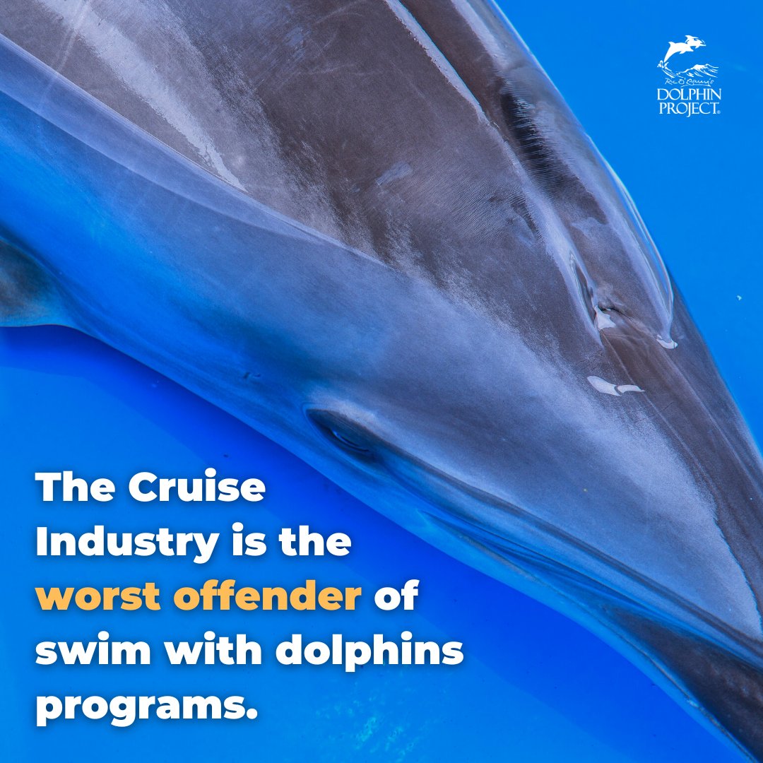 Dolphin_Project: There are 30+ facilities in Mexico and 30+ in the Caribbean, largely catering to cruise passengers. A photo op is a brief memory for the visitor, but confinement for the dolphin is a lifetime of suffering: bit.ly/3LzgVaP
#Dolph…