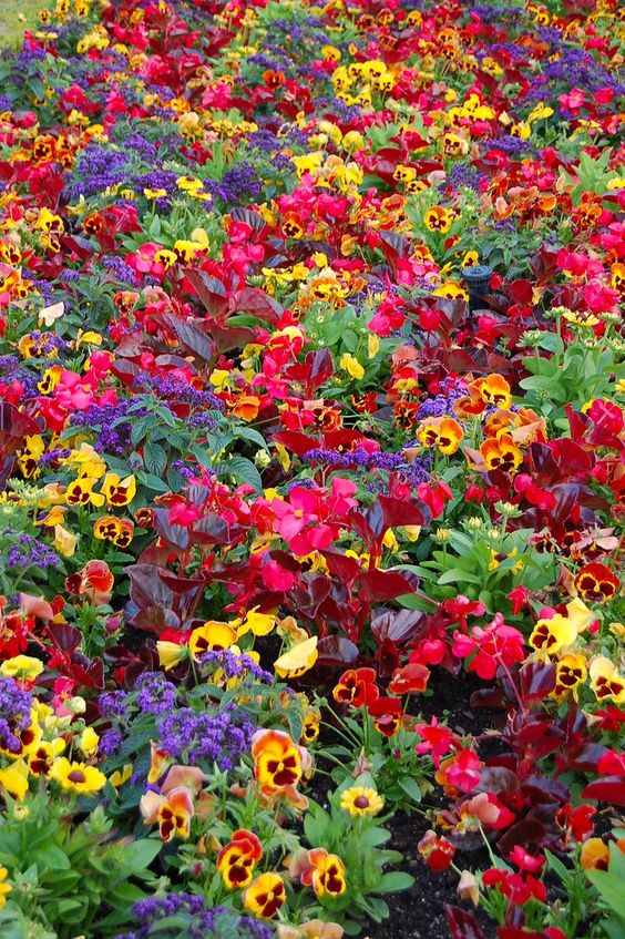 لك احلى الزهور و اسابق  كل الطيور و اقولك مســـــــــــــــــــاءالــــــــــــــــزهور