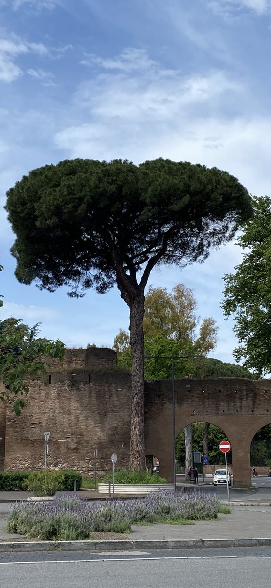 Per molti Roma è il Colosseo, il Cupolone.
Per me è i pini marittimi.