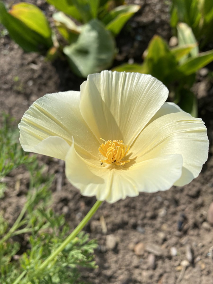 Subtle #SundayYellow from the Californian Poppy 
#GardeningTwitter #gardening #Flowers