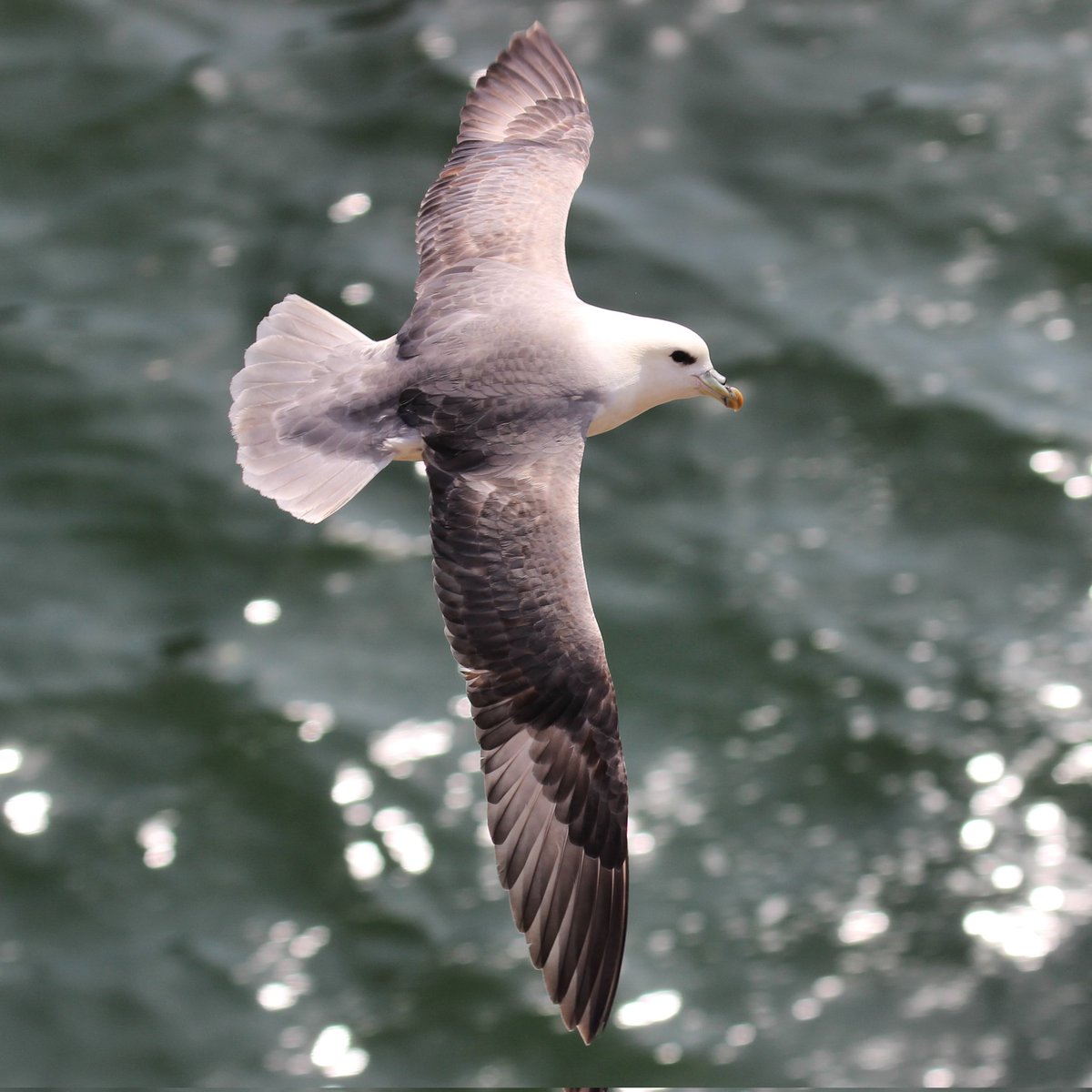<a href="/SteelySeabirder/">David Steel</a> A Dunbuy island Fulmar.