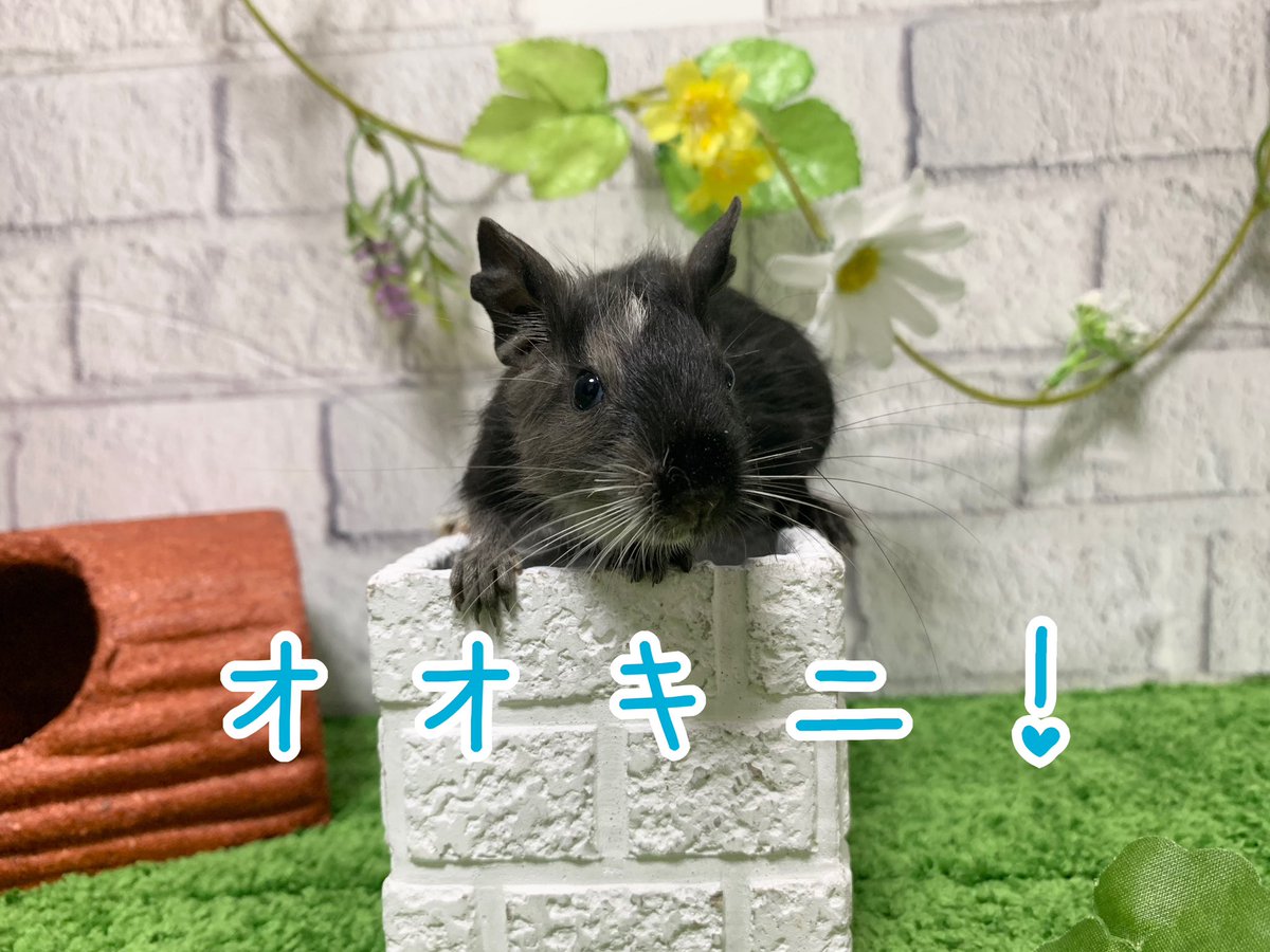 東レプは2日間お疲れ様でした🙇‍♀️

たくさんのご来店ご購入ありがとうございました🙌

次回は6月3日(土)4日(日)
九レプにLÄMPÖとして
生体販売で出店いたします( ¨̮ )！

ハチュメーカグッズも持っていきますのでどうぞよろしくお願いします👋

#デグー