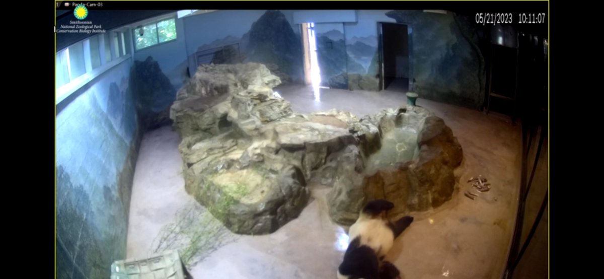 AdeleneBeh's tweet photo. @NationalZoo it's 10 o'clock already but there isn't any replenishment on food for Tian Tian, please offer him more foods 🙏🙏🙏 https://t.co/o0OvHFttB4