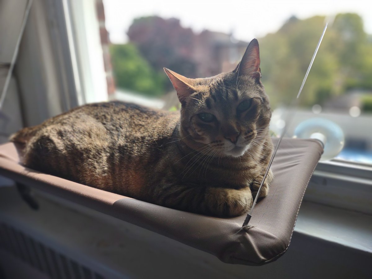 WillhelmLoafCat's tweet photo. Willhelm chilling on the window perch 😺

#CatsOfTwitter #CatsLover #sundaymood https://t.co/n4YtaBkYZS