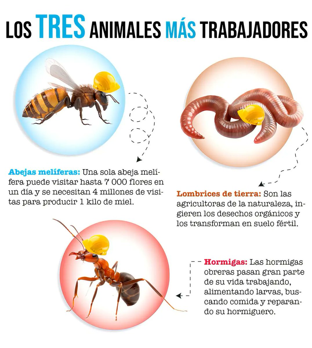 Los animales más trabajadores 🤯