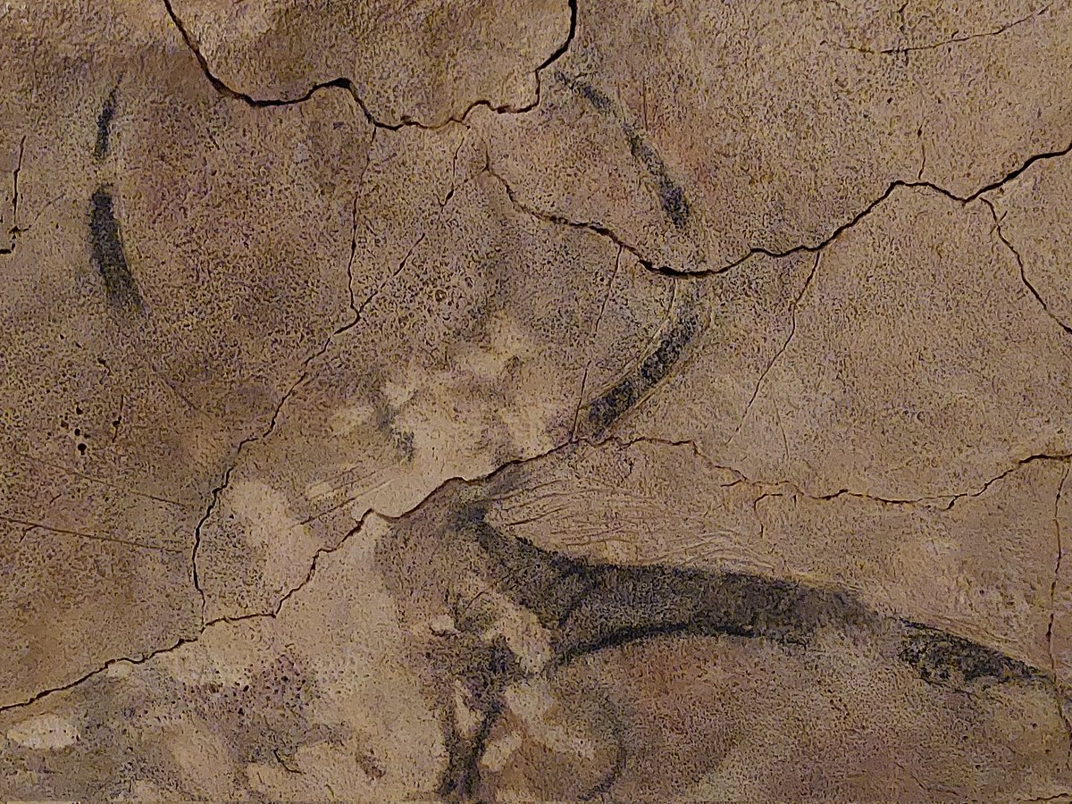 EducadoraenMdA's tweet photo. Apenas se conservan esos poderosos cuernos en forma de lira, pero es suficiente para impresionarse con lo que pudo ser este uro pintado en color negro entre los bisontes del Techo de la #cuevadeAltamira. 

[Visto en la #Neocueva del #MuseodeAltamira] https://t.co/CwONM6GDYW