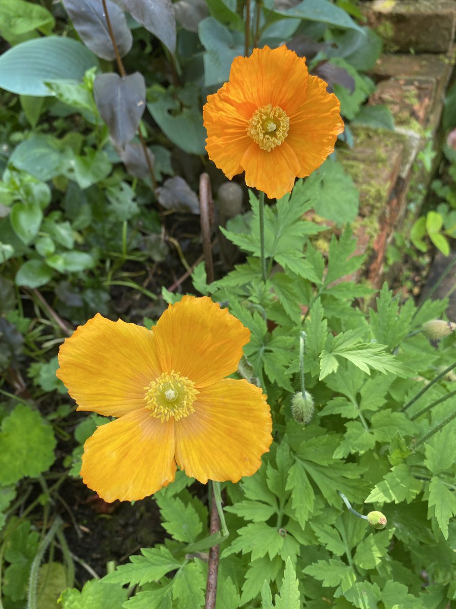 swift_iron's tweet image. Summer 🌞