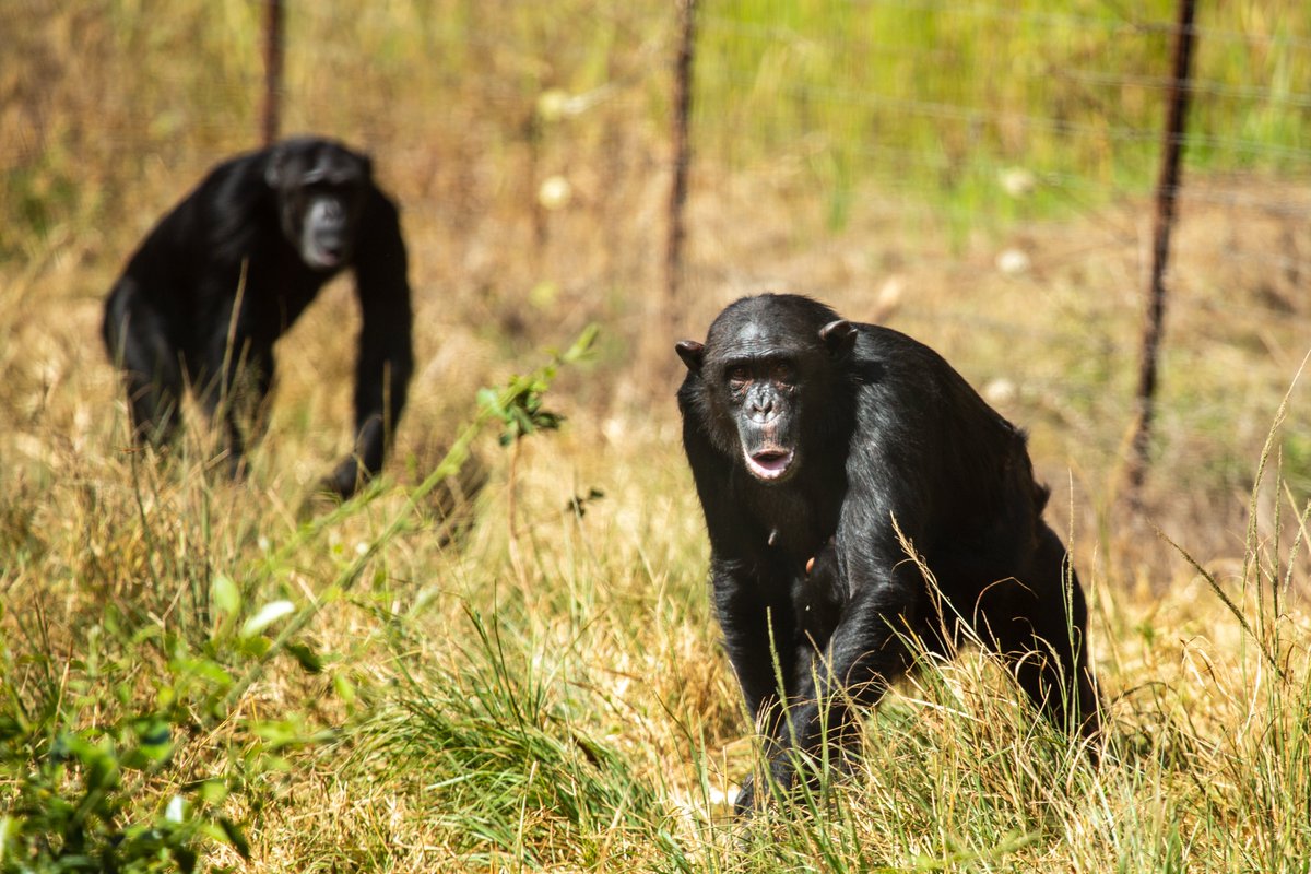 We are looking for a Research Assistant to join an exciting new project studying sanctuary-living chimpanzees in Zambia! 🐵 Travel &amp; accom. costs provided alongside full training and scientific mentoring. Ideal for students looking for fieldwork experience #primatejobs please RT!