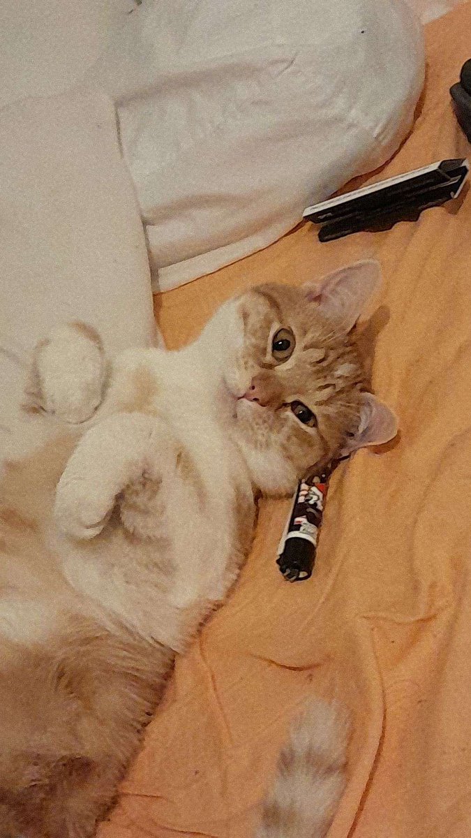 unpoussinperdu's tweet photo. Les gens sur #Tours si vous voyaient ce petit chat s'il vous plaît contactez moi

Il s'appel Pookie il a bientôt 1an

Il a été mit à la rue par le frère de mon copain, pendant que mon copain était chez moi à l'autre bout de la France

#rt https://t.co/MBdNKeyJZd