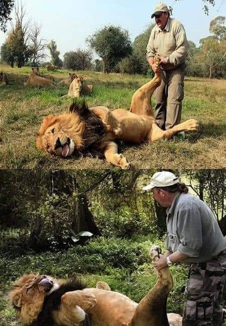 Il britannico Alex Larenty vive in una riserva di animali in Sud Africa e trascorre le sue giornate a fare massaggi ai leoni. Un giorno, scoprì che ogni volta che applicava la crema a un leone per curare un'infezione alle gambe, il leone rabbrividiva e sembrava sorridere. Da