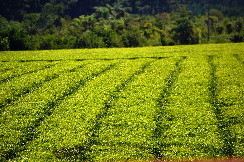 #BuenDomingo #LaHoradelTé Cien años del té en Misiones, cien años de té misionero al mundo economis.com.ar/cien-anos-del-…