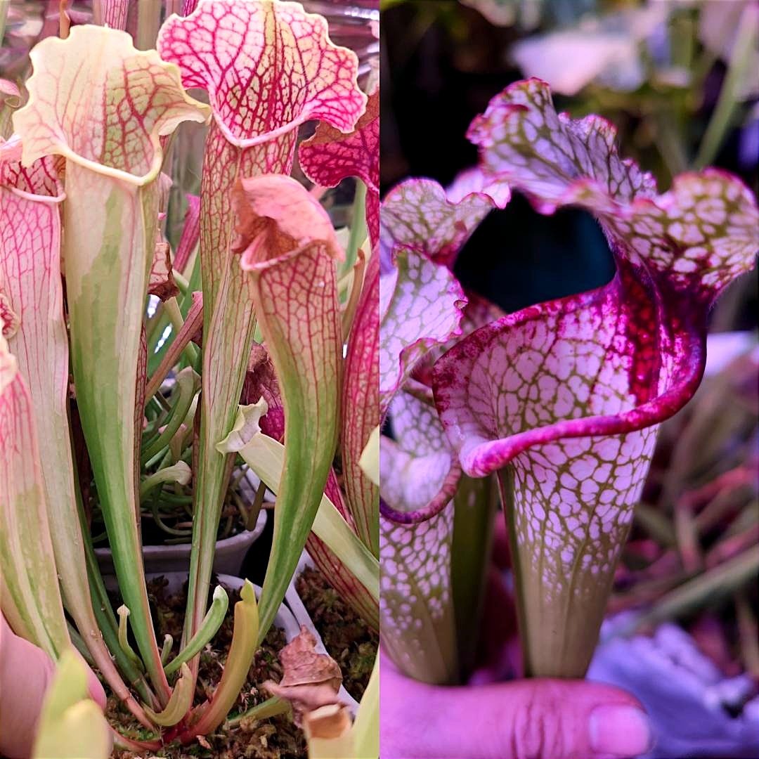 zczza2's tweet image. 拖了一年才播种....
没想到，白化个体做父本也能有遗传🤩