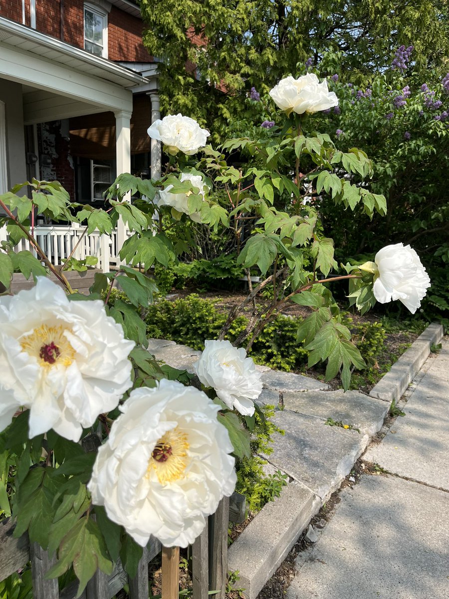 a cat in the bath tweet media