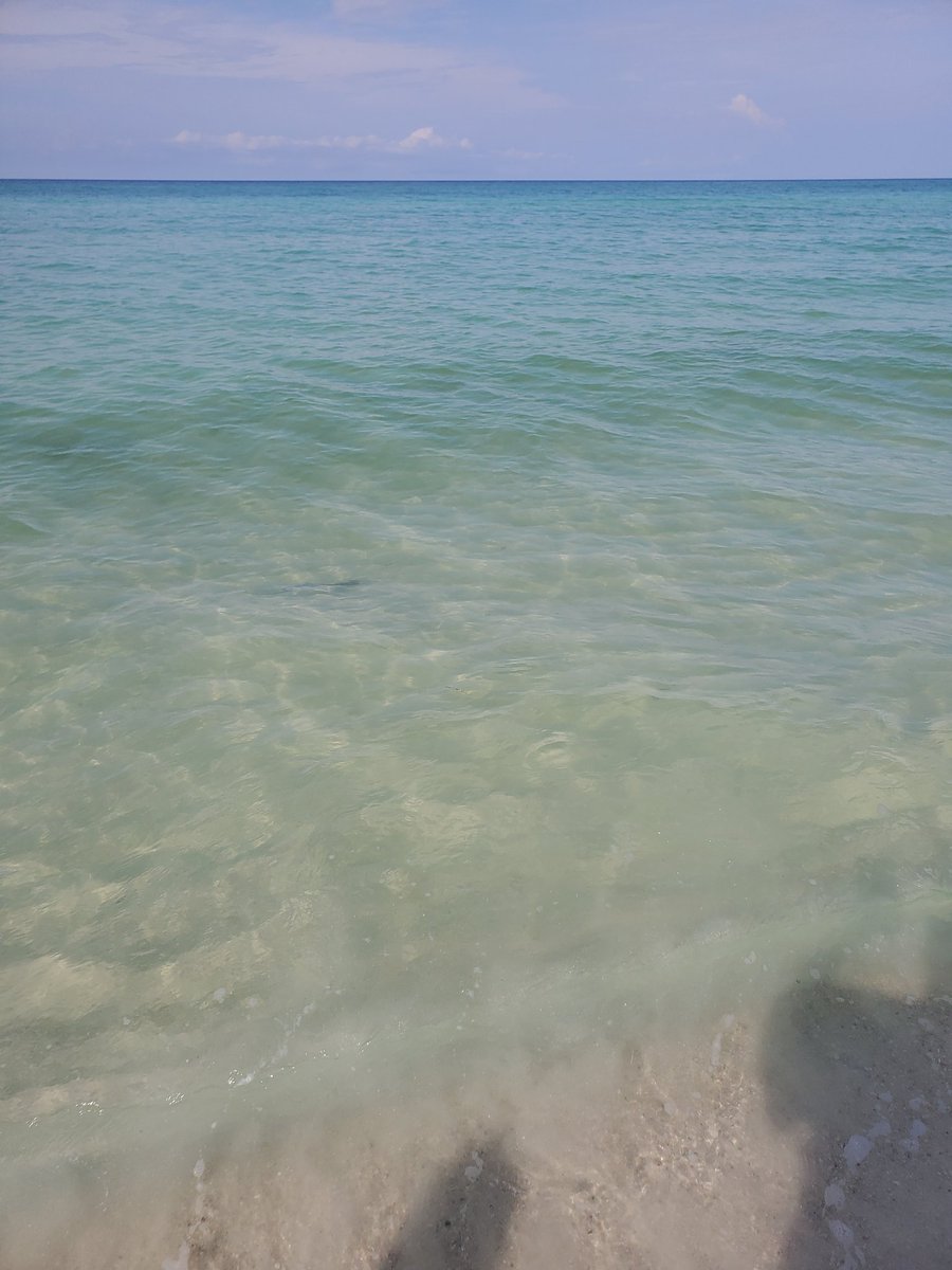 Axelthebigdog's tweet image. Saw 8 baby sharks during my first morning walk along the beach, love the little dudes 🦈