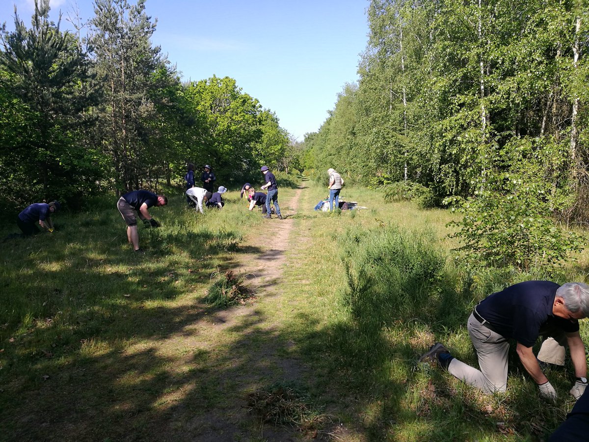 At Mildenhall Woods today giving a helping hand to Breckland Thyme.